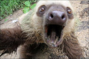 large two-toed sloth lunges at the camera when its picture is taken ...
