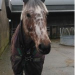 Archive horses RSS feed for this section
