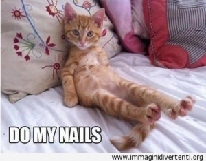 Tag: Gatto , Simpatico