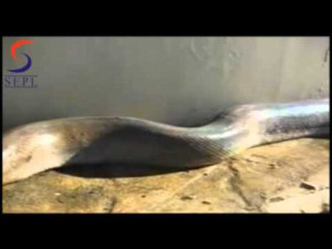 Blog Funny Anaconda Pictures