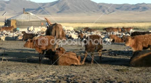 ... _45843111-Cows-tied-together-sheep-and-goats-in-front-of-a-Yurt.jpg