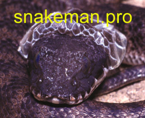 Name: a2.jpgViews: 3445Size: 58.4 KB