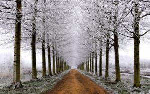 Winter Road & Trees Series wallpapers and stock photos