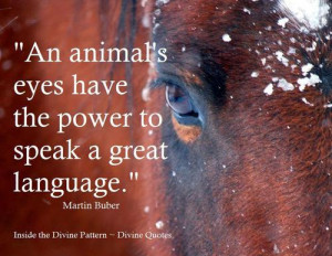Divine Quotes ~ Animals and Nature