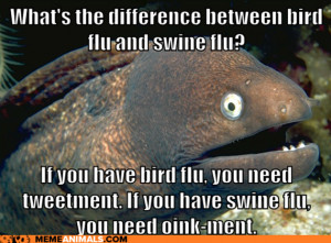 VH advice-animals-memes-bad-joke-eel-bird-and-swine-flu