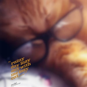 Quotes Picture: rainy day lazy day with me lazy cat
