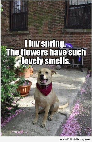 Funny dog pictures with quotes funny dog picture puppy dog pictures