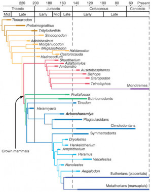 Mammal Phylogenetic Tree