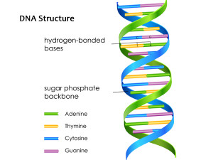 DNA Structure Ladder