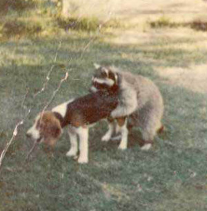coon dog getting humped