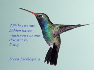 hummingbird quote soren