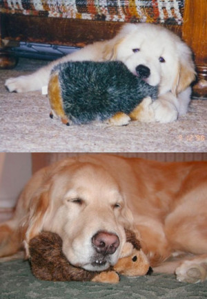 funny dog sleeping stuffed animal friends