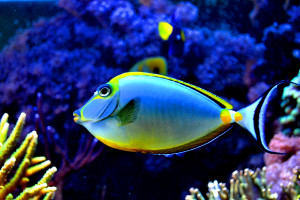 fish are generally tropical and colorful so some people who like fish ...