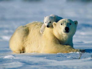 Polar Bear endangered population