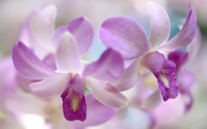 Orchids Flower is a great wallpaper for your computer desktop and ...