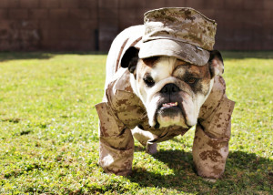 Funny Veterans Walking Bulldog Animal Wallpaper Background