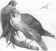 ... falcons cherokee indian cherok indian drawings plants red tail hawks