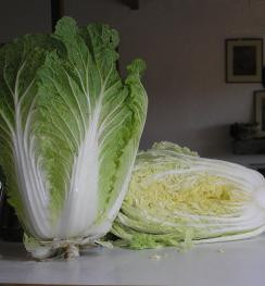CHINESE CABBAGE Rubicon F1