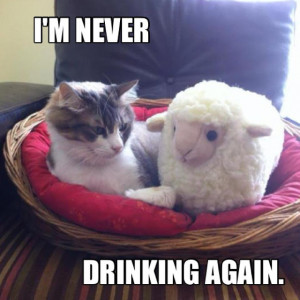 animal pictures with captions, lolcats, i'm never drinking again