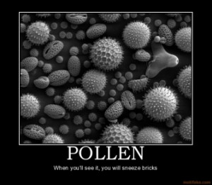 pollen-pollen-allergy-sneeze-shit-bricks-demotivational-poster ...
