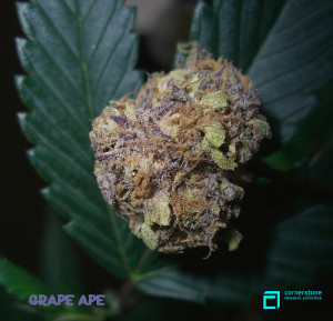 Thread: SOUR diesel GRAPE ape