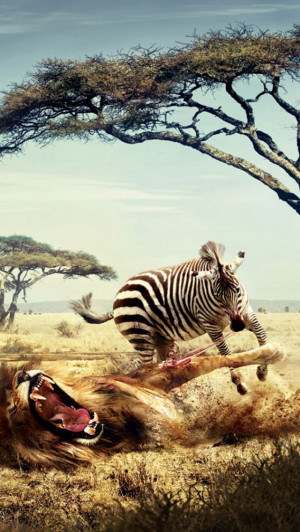 Quotes Zebras Lions...