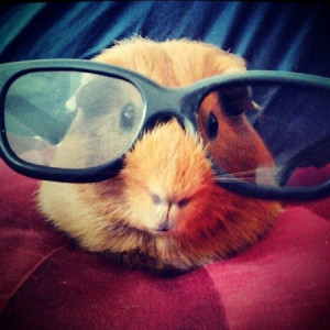 hamster wearing sunglasses, funny photo