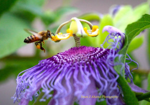 Passion Flower and a honey bee collecting the nectar: Passion Flowers