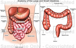 how to draw human small intestine anatomy