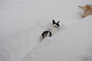 My measure of enough snow is when Sable plows, and Toughy stays in her ...