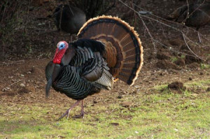 Why You Should Never Chase a Wild Turkey