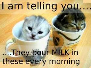 kickes him in the meow jewels.