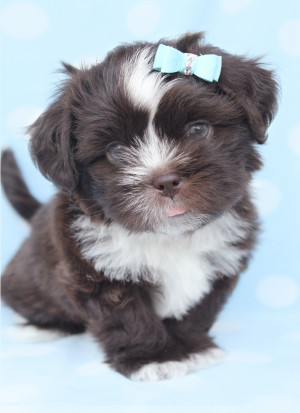 for sale shih tzu puppies for sale shih tzu puppies