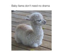 drama, funny, llama, quotes, reaction