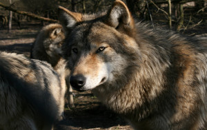 Wallpaper picture photo Gray wolf, pack, wolves