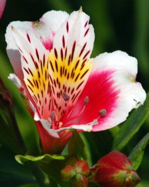 pink-peruvian-lily-1-amy-fose.jpg