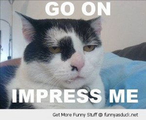 Impress Cat Lolcat Animal Bored...