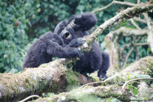 Mountain Gorillas playing. Art of Conservation 2011