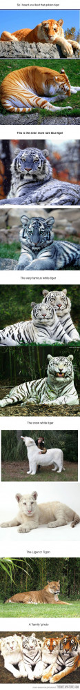 Funny photos funny tigers rare golden blue white