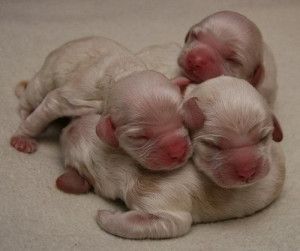 Newborn dogs are born blind and deaf. Most puppies open their eyes and ...