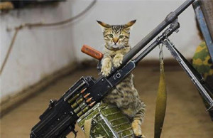 Funny Cats With Machine Guns Pictures | Funny Cats