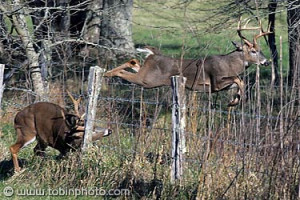 ... . You suppose the one buck hasn't figured he could jump the fence