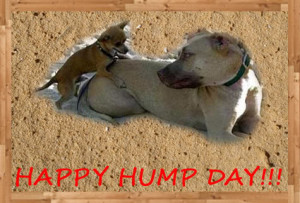 humpdog.jpg