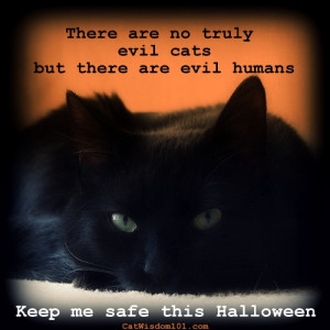 Quotes About Black Cats Black cat halloween psa