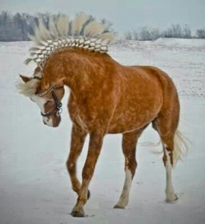 ... Horses, Hors Happy, Morgan Horses, Hors Infatuation, Riding Hors