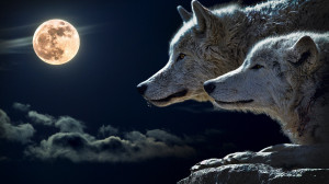 Wolves and Full Moon Wallpaper - Public Domain