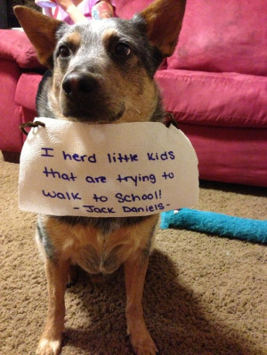 Dog Shame...Milo would do this if he would get outside the fence