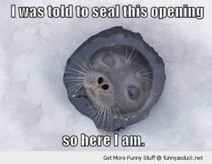 to seal this opening ice hole snow antartic pun joke animal cute funny ...