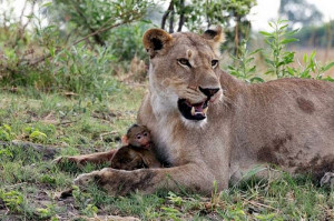 Lioness Defend Baby Baboon after Killing his Mother (10 pics)