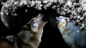 Howling wolves quotes lupus white animal HD Wallpaper